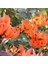 Tüplü Erythrina Caffra Mercan Ağacı Tohumu 3 Adet 3