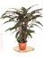 Parmia Garden Calathea- Kalatya Çiçeği 1