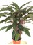 Parmia Garden Calathea- Kalatya Çiçeği 2