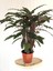 Parmia Garden Calathea- Kalatya Çiçeği 3