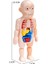 3D Montessori Puzzle Vücut Anatomisi Oyuncak H (Yurt Dışından) 2