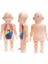 3D Montessori Puzzle Vücut Anatomisi Oyuncak H (Yurt Dışından) 4