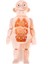 3D Montessori Puzzle Vücut Anatomisi Oyuncak H (Yurt Dışından) 5