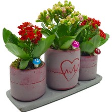 Çiçek Seli Kalp Ritmi Saksı Mini Kalanchoe  Set