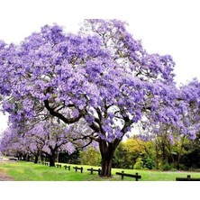 Aktarloji 30 Adet Paulownia Ağacı Tohumu