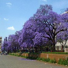 Aktarloji 30 Adet Paulownia Ağacı Tohumu