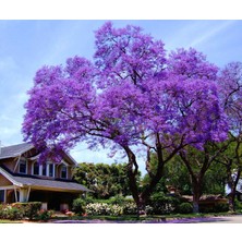 Aktarloji 10 Adet Paulownia Ağacı Tohumu