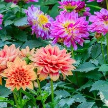 Aktarloji 10 Adet Dahlia Yıldız Çiçeği Tohumu