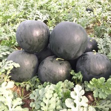 Aktarloji 10 Adet Mis Kokulu Siyah Karpuz Tohumu