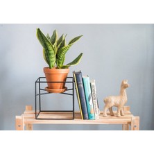 Merzana Metal Çiçeklik ve Saksılık Dekoratif Saksı Rafı