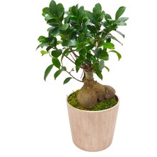 Çiçek Seli Antik Seramik Saksıda Ficus Gingseng Bonsai Abana