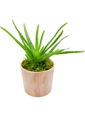 Çiçek Seli Antik Seramik Saksıda Aloe Vera