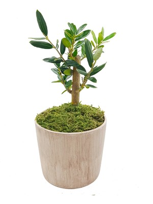 Çiçek Seli Antik Seramik Saksıda Zeytin Bonsai