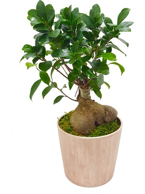Çiçek Seli Antik Seramik Saksıda Ficus Gingseng Bonsai Abana