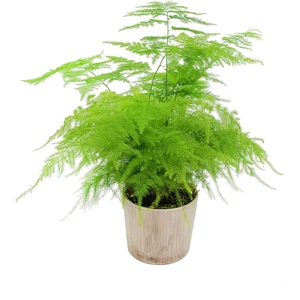Çiçek Seli Antik Seramik Saksıda Asparagus Kuşkonmaz