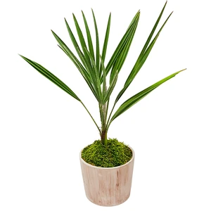 Antik Seramik Saksıda Palmiye Chamarops Humilis
