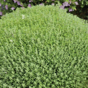 50 Adet Kekik Tohumu