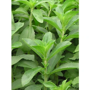100 Adet Stevia Şeker Otu Çiçeği Tohumu