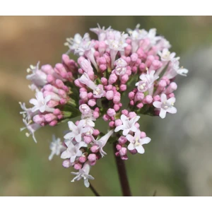 100 Adet Kedi Otu Valerian Root Tohumu