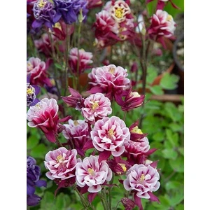 20 Adet Haseki Küpesi Çiçeği Tohumu