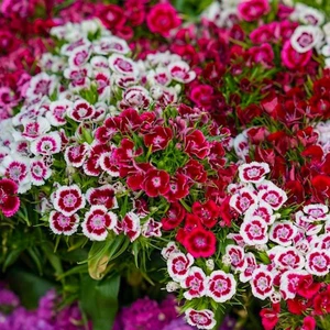 20 Adet Uzun Boylu Hüsnüyusuf Çiçeği Tohumu