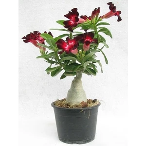Berke Fidancılık Adenium Çöl Gülü Çiçeği Fidanı