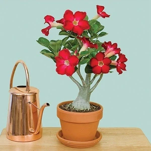 Berke Fidancılık Kırmızı Adenium Çöl Gülü Çiçeği Fidanı