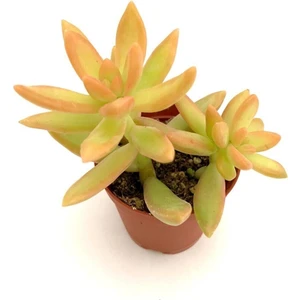 Sedum Nussbaumerianum 5.5 cm Sukulent