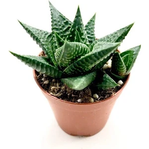 Haworthia Limifolia 5.5 cm Sukulent