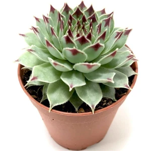 Sempervivum Calcareum 5.5 cm Sukulent