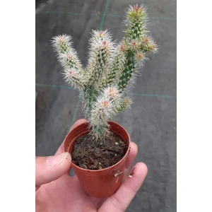 Opuntia Spinosior Nadir Tür Kaktüs