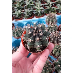 Gymnocalycium Mihanovichii Çene Kaktüsü