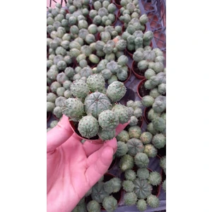 Euphorbia Globosa 5.5 cm Kaktüs