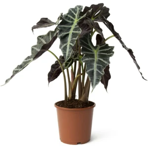 Alocasia Amazonica Polly - Ev ve Ofis Bitkisi - Fil Kulağı