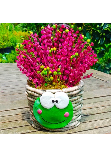 Kurbağa Saksıda Pembe Lavanta ve Kuru Çiçekler