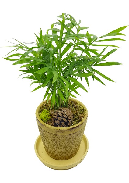 Yonca Saksıda Chamadeora