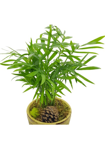 Yonca Saksıda Chamadeora fiyatları