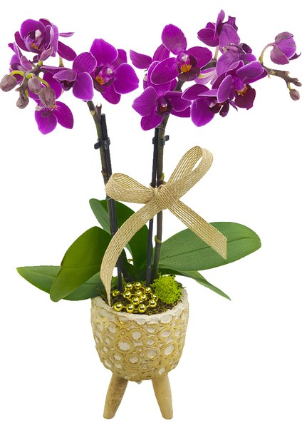 Ayaklı Yüzük Saksıda Mini Orkide