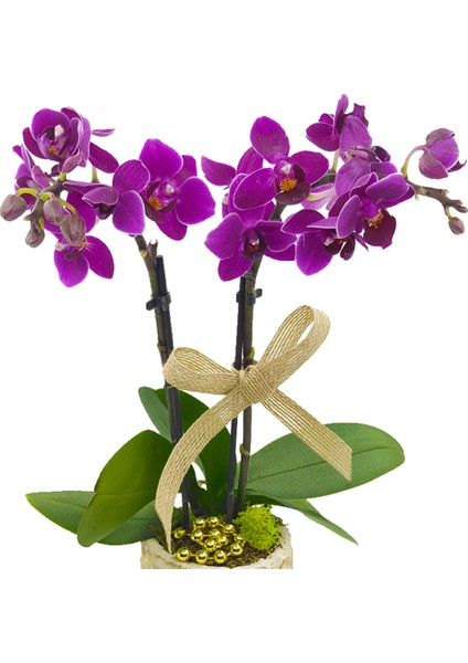Ayaklı Yüzük Saksıda Mini Orkide fiyatları