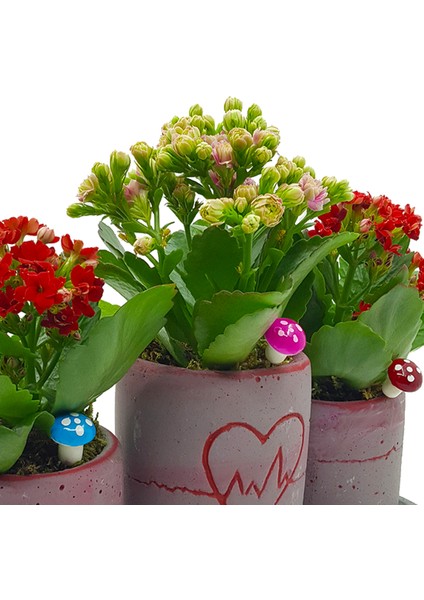 Çiçek Seli Kalp Ritmi Saksı Mini Kalanchoe  Set