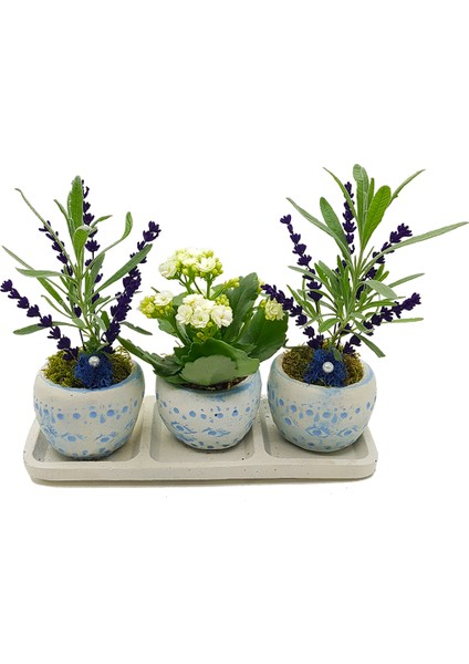 Okyanus Saksıda Lavanta ve Kalanchoe Set