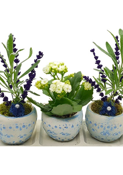 Okyanus Saksıda Lavanta ve Kalanchoe Set
