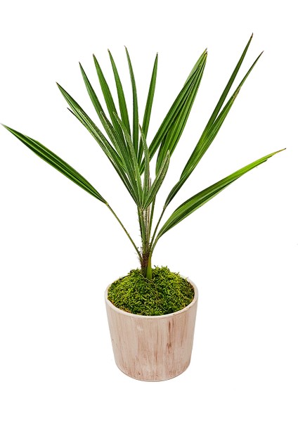 Antik Seramik Saksıda Palmiye Chamarops Humilis