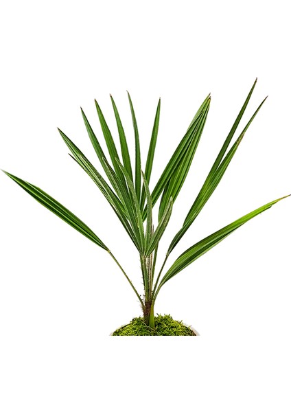 Antik Seramik Saksıda Palmiye Chamarops Humilis fiyatları