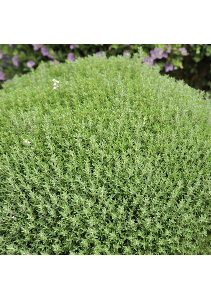 40 Adet Kekik Tohumu