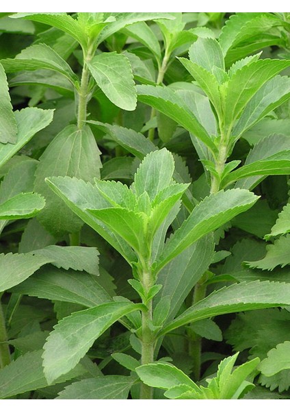 10 Adet Stevia Şeker Otu Çiçeği Tohumu