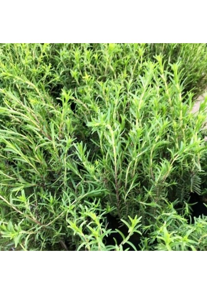 40 Adet Kekik Tohumu fiyatları