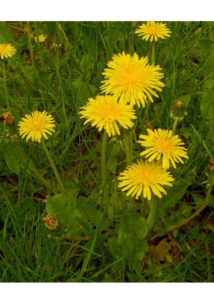 10 Adet Karahindiba Tohumu