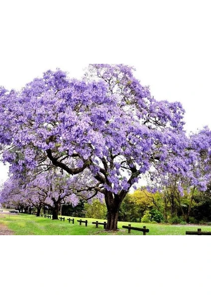 30 Adet Paulownia Ağacı Tohumu