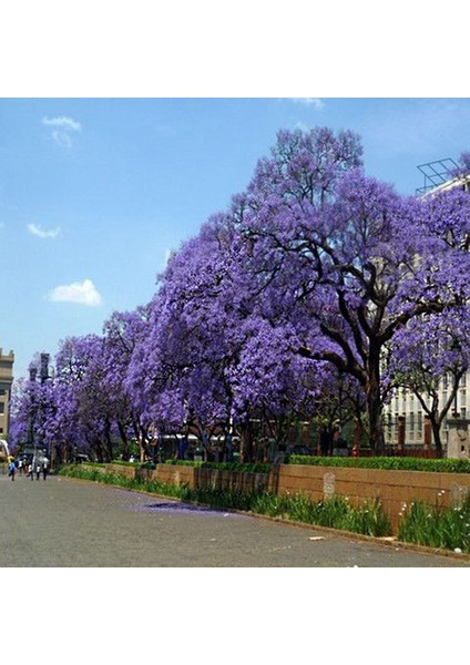 30 Adet Paulownia Ağacı Tohumu